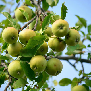 Apple + Mahogany Scented Car Freshener