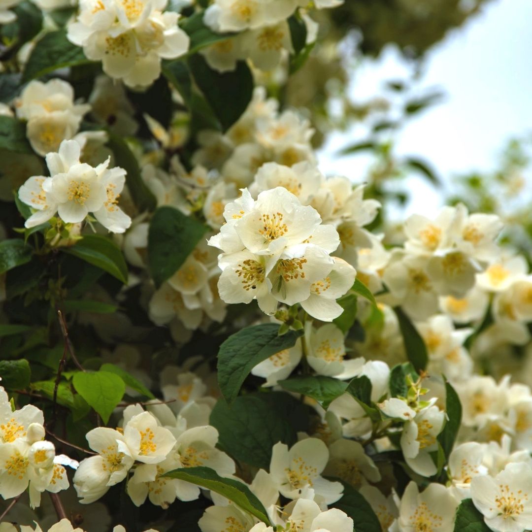 Scent Photos