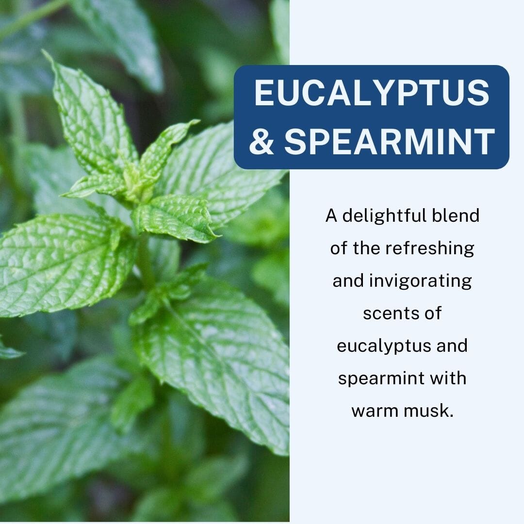 Eucalyptus & Mint Scented Car Freshener Vehicle Air Fresheners CE Craft 